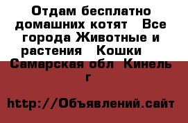 Отдам бесплатно домашних котят - Все города Животные и растения » Кошки   . Самарская обл.,Кинель г.